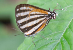 Arawacus lincoides