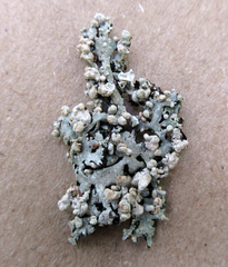Tremella hypogymniae