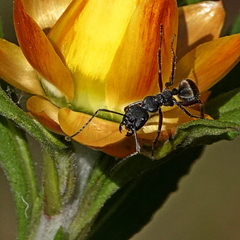 Camponotus suffusus