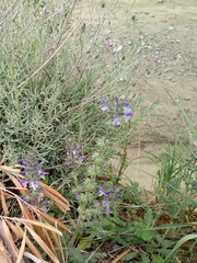 Salvia verbenaca