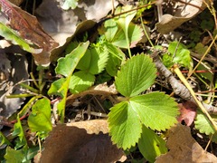 Fragaria virginiana