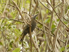 Colaptes rubiginosus
