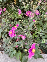 Eriocapitella hupehensis