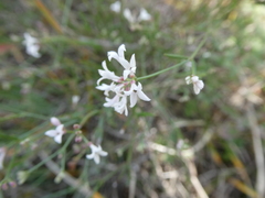 Asperula