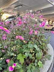 Eriocapitella hupehensis