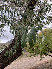 Elaeagnus angustifolia