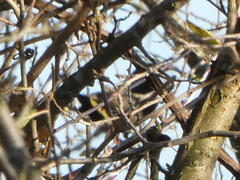 Turdus merula