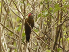 Colaptes rubiginosus