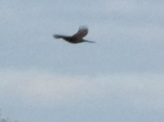 Turdus merula