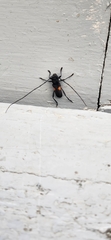 Tragidion coquus