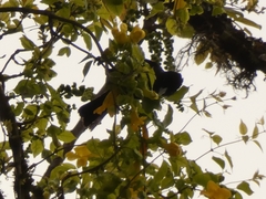 Cacicus chrysopterus