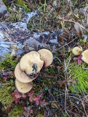 Stropharia ambigua