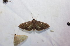 Herpetogramma aeglealis