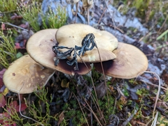 Stropharia ambigua