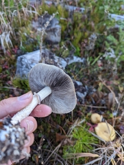 Stropharia ambigua