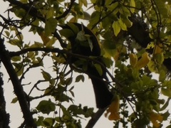 Cacicus chrysopterus