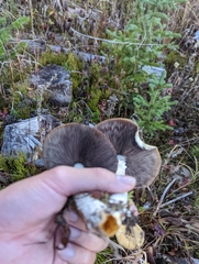 Stropharia ambigua