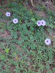 Ipomoea ternifolia ternifolia