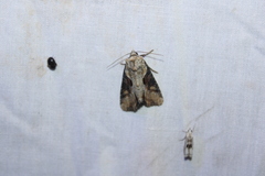 Lateroligia ophiogramma