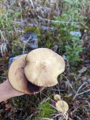 Stropharia ambigua