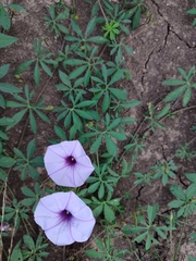 Ipomoea ternifolia ternifolia
