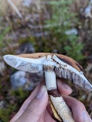 Stropharia ambigua