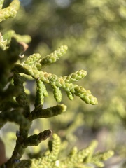 Juniperus osteosperma