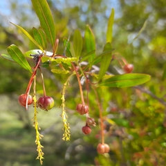 Sebastiania schottiana