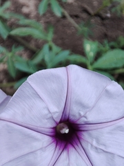 Ipomoea ternifolia ternifolia