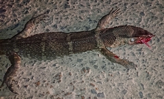 Varanus dumerilii