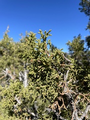 Juniperus osteosperma