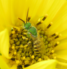 Agapostemon melliventris