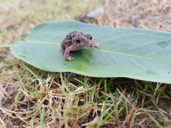 Rhinella humboldti