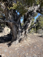 Juniperus osteosperma