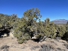 Juniperus osteosperma