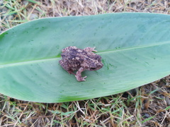 Rhinella humboldti