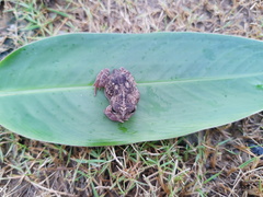 Rhinella humboldti