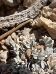 Astragalus calycosus