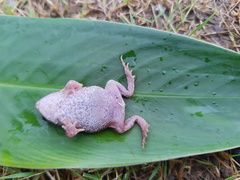 Rhinella humboldti