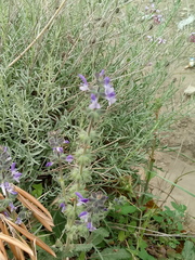 Salvia verbenaca