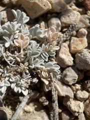 Astragalus calycosus