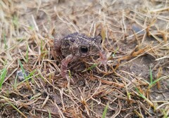 Rhinella humboldti