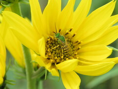 Agapostemon melliventris