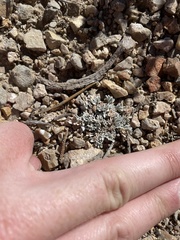 Astragalus calycosus
