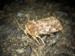 Panolis japonica