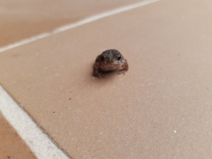 Rhinella humboldti