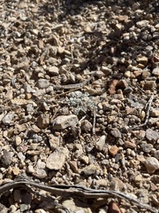 Astragalus calycosus