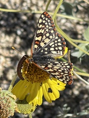 Euphydryas chalcedona hennei