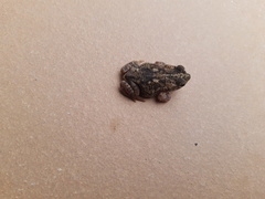 Rhinella humboldti