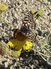 Euphydryas chalcedona hennei